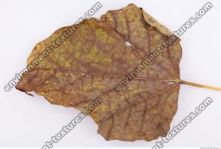 Leaves Dead 0053
